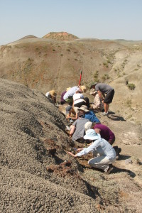 McGill field crew collecting fossils as part of a field course in Grasslands National. Credit: Larsson/Bamforth