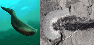 Left: This is an illustration of Metaspriggina swimming. Drawing by: Marianne Collins. © Conway Morris and Caron. Right: This is a fossil of Metaspriggina from Marble Canyon -- head to the left with two eyes, and branchial arches at the top. Photo by: Jean-Bernard Caron © ROM. Credit: Left: Drawing by Marianne Collins / Copyright Conway Morris and Caron. Right: Photo by Jean-Bernard Caron / Copyright ROM.
