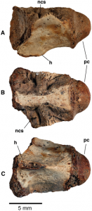 CMNFV 56059, vertebral centrum of an Eocene crocodyliform from CMN Loc. BKS04-19 on northern Banks Island, NWT.  (A) Left lateral view; (B) dorsal view; (C) ventral view. h, hypapophysis; ncs, neurocentral sutural surface; pc, posterior cotyle. Scale bar equals 5 mm. doi:10.1371/journal.pone.0096079.g003