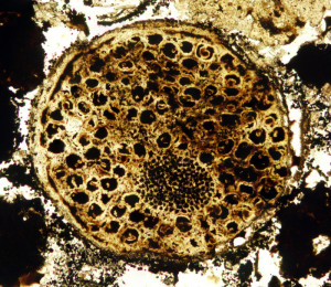 A fossil of a 600 million-year-old multicellular organism displays unexpected evidence of complexity. Credit: Virginia Tech