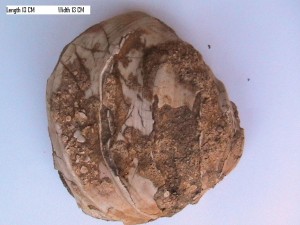 Inoceramus Fossil from Ariyalur/Dalmiapuram : Copyright @ World Fossil Society (WFS),Riffin T Sajeev & Russel T Sajeev