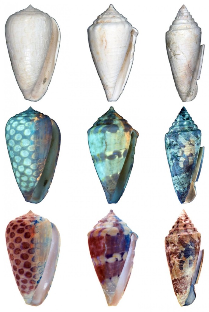 Three of the newly described species, Conus carlottae (left column), Conus garrisoni (middle column), and Conus bellacoensis (right column) photographed under regular light (top row) and ultraviolet light (middle row). The brightly fluorescing regions revealed under ultraviolet light would have been darkly pigmented in life (bottom row). Credit: Jonathan Hendricks; CC-BY