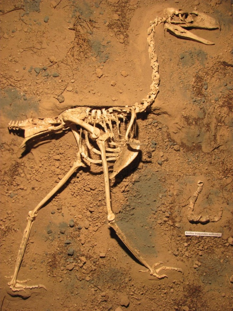 This is a skeleton of Llallawavis scagliai on display at the Museo Municipal de Ciencias Naturales Lorenzo Scaglia, Mar del Plata. For more information, see: www.facebook.com/paleontologiamdp Credit: M. Taglioretti and F. Scaglia