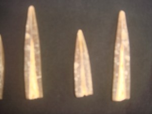 Belemnites Fossils from Ariyalur. Karai Formation . Photo(c) Riffin T sajeev&Russel t sajeev , World Fossil Society (WFS)