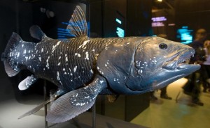 Coelacanths today use gills to extract oxygen from the water they live in, but millions of years ago, their ancestors probably breathed using a lung (AFP Photo/Robert Michael) 