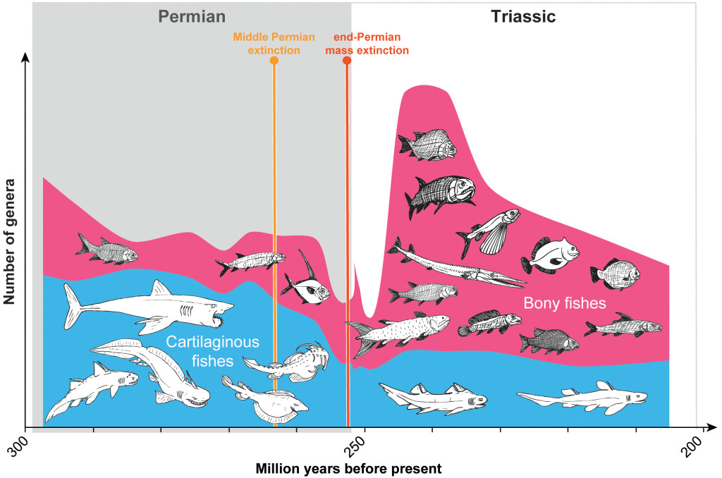 Cartilaginous fishes were very diverse during the Permian period. However, after severe losses among cartilaginous fishes during the Middle Permian extinction, bony fishes experienced a massive diversification in the subsequent Trias period. (Image: Nathalie Huber)