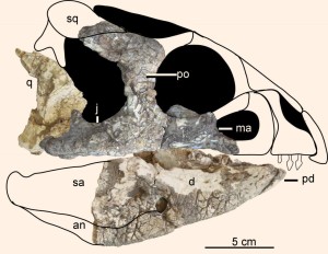 This is the reconstructed skull of Hualianceratops wucaiwanensis; abbreviations: an – angular; d – dentary; j – jugal; ma – maxilla; pd – predentary; po – postorbital; q – quadrate; sa – surangular; sq – squamosal. Image credit: Han F. et al.