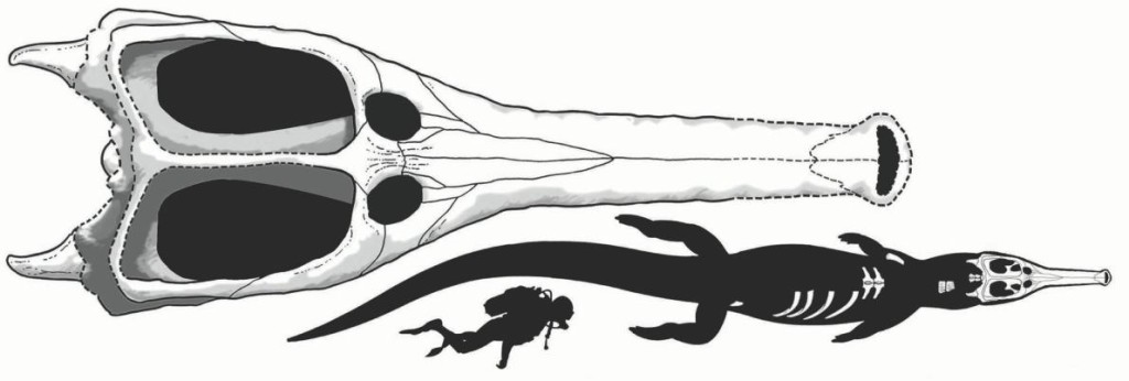 A reconstruction of Machimosaurus rex based on the fossil bones found (white) shows its size compared with a human. ARTWORK BY MARCO AUDITORE