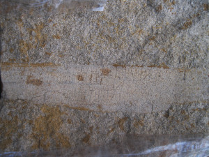 Glossopteris Fossil leaf Impressions on clay.Karai Formation. Specimen collected By Athira .(C) World Fossil Society.