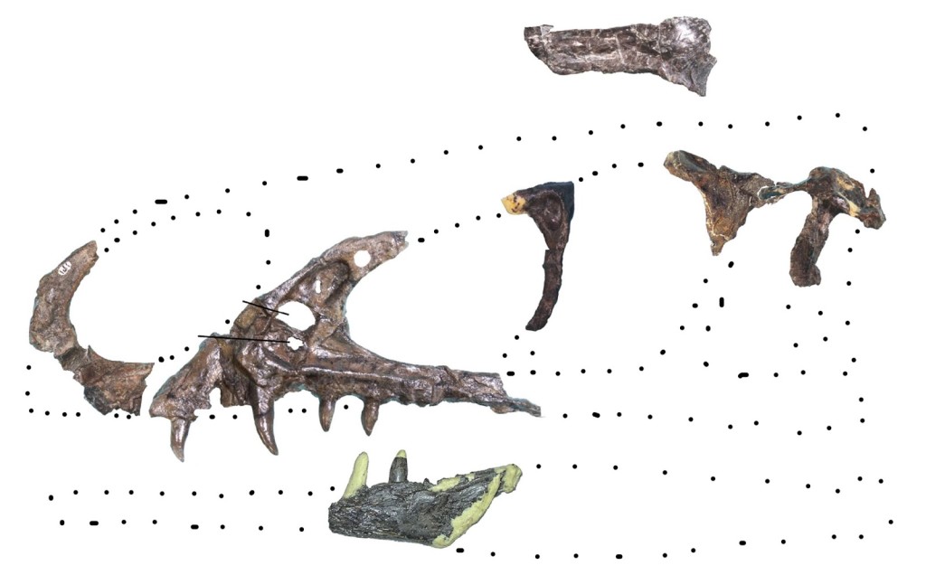 Reconstructed skull of Fukuivenator paradoxus holotype, premaxilla and dentary flipped, and frontal shown in dorsal view (modified from Azuma et al., 2016).