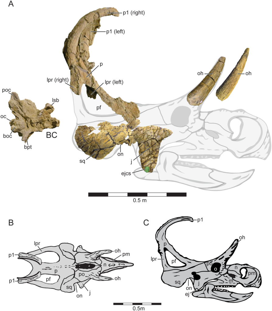  Holotype cranial Material and Cranial Reconstruction of Machairoceratops cronusi (UMNH VP 20550) gen. et sp. nov. Recovered cranial elements of Machairoceratops in right-lateral view, shown overlain on a ghosted cranial reconstruction (A). The jugal, squamosal and braincase are all photo-reversed for reconstruction purposes. Machairoceratops cranial reconstruction in dorsal (B), and right-lateral (C) views. Green circle overlain on the ventral apex of the jugal highlights the size of the epijugal contact scar (ejcs). Abbreviations: BC, braincase; boc, basioccipital; bpt, basipterygoid process; ej, epijugal; ejcs, epijugal contact scar; j, jugal; lpr, lateral parietal ramus; lsb, laterosphenoid buttress; m, maxilla; n, nasal; o, orbit, oc, occipital condyle; oh, orbital horn; on, otic notch; p, parietal; pf, parietal fenestra; pm, premaxilla; po, postorbital; poc, paroccipital process; p1, epiparietal locus p1; sq, squamosal. Scale bars = 0.5 m. show less