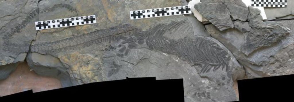 This is Sclerocormus parviceps, the newly described marine reptile. Credit: Copyright Da-yong Jiang