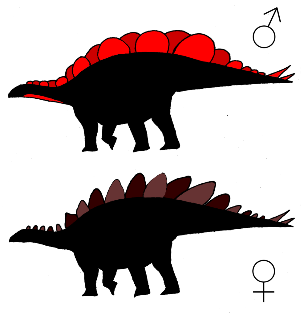 Some Stegosaurus had wide plates, some had tall, with the wide plates being up to 45 percent larger overall than the tall plates. According to a new study by University of Bristol, UK student, Evan Saitta, the tall-plated Stegosaurus and the wide-plated Stegosaurus were not two distinct species, nor were they individuals of different age: they were actually males and females. This is the first convincing evidence for sexual differences in a species of dinosaur. Credit: Copyright Evan Saitta