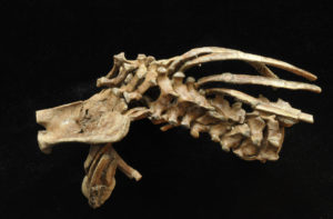  This is a vertebrae of the Selam skeleton. Zeray Alemseged, University of Chicago 