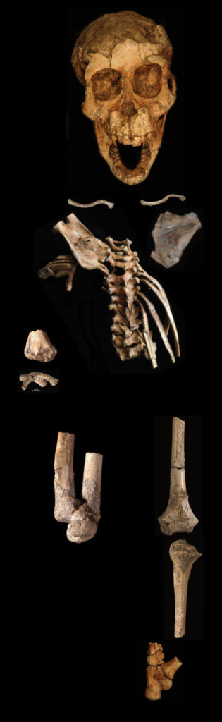  The full skeleton of Selam, including the spinal column. Zeray Alemseged, University of Chicago 