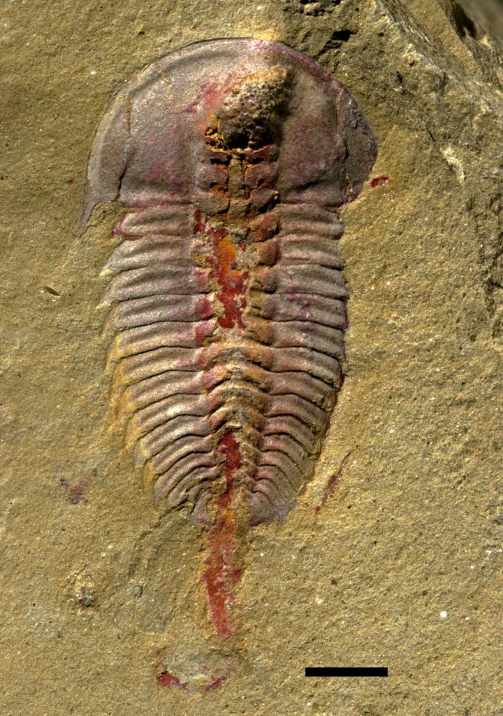 A specimen of the trilobite Palaeolenus lantenoisi from the Guanshan Biota in southern Yunnan Province, China. Rarely are internal organs preserved in fossils, but this specimen shows the digestive system preserved as reddish iron oxides. The digestive system is comprised of a crop (inflated region at top of specimen), lateral glands, and a central canal that runs along the length of the body; the iron oxides that extend beyond the fossil are the remains of gut contents that were extruded during preservation. Credit: © F. Chen Read more at: https://phys.org/news/2017-09-early-trilobites-stomachs-fossil.html#jCp