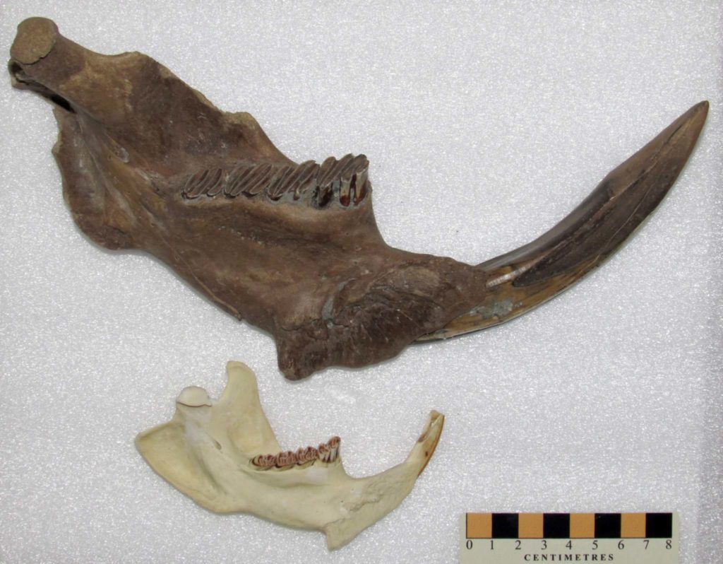 (Randy Mooi / Manitoba Museum photo) Giant beaver jaw (Castoroides) compared to a modern beaver (Castor canadensis). Part of the skull of a giant beaver has turned up in southeastern Manitoba.