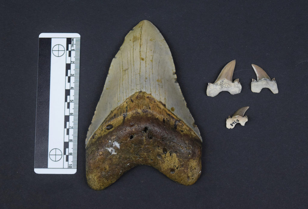 The Bryant Shark teeth are tiny compared to a giant megalodon tooth. Credit: McWane Science Center