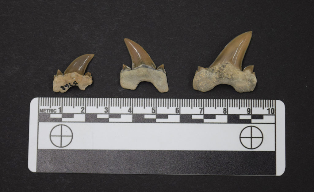 The Bryant Shark teeth are different sizes, but the largest one is 1 inch (2.7 centimeters) tall. Notice the small cusplets on the sides of the teeth. Credit: McWane Science Center