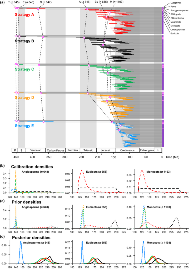 The effect of calibrations on posterior divergence time estimates of major groups of tracheophytes and angiosperms. (a) Summary chronogram for tracheophytes (including two lycophytes, two ferns, eight gymnosperms and 64 orders of angiosperms) with terminals collapsed to represent angiosperm orders showing divergence time estimates. Nodes are drawn at the posterior means obtained and horizontal bars represent 95% high posterior density (HPD) credibility intervals (CIs). Estimates were obtained using the HKY85 + Γ5 substitution model, independent rates model (IR), with the 83 genes subdivided into three partitions: 1st and 2nd codon positions for plastid genes; 1st and 2nd codon positions for mitochondrial genes; and nuclear RNA genes. Five nodes are connected (purple open dots) across the analyses to facilitate comparison: tracheophytes (n = 645), seed plants (n = 647), angiosperms (n = 648), eudicots (n = 655) and monocots (n = 1193). (b–d) Calibration, prior and posterior densities for three angiosperm nodes in the tracheophyte phylogeny. Colouring relates to the calibration strategy as in (a). The phylogeny with clade names is provided in Fig. 6. Nodes in parentheses are numbered as in Supporting Information Fig. S2.