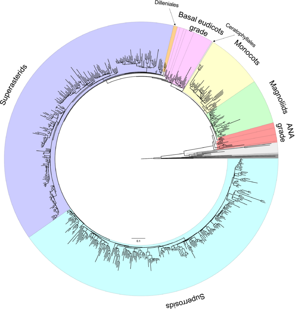 RAxML tree estimated from the 83 genes and 644 taxa of tracheophytes. The major angiosperm lineages and grades are highlighted: ANA grade (red), magnoliids (green), monocots (yellow), Ceratophyllales (pale blue), basal eudicots grade (pink), Dilleniales (orange), superasterids (purple) and superrosids (blue). Species names and bootstrap support values are indicated in Supporting Information Fig. S3