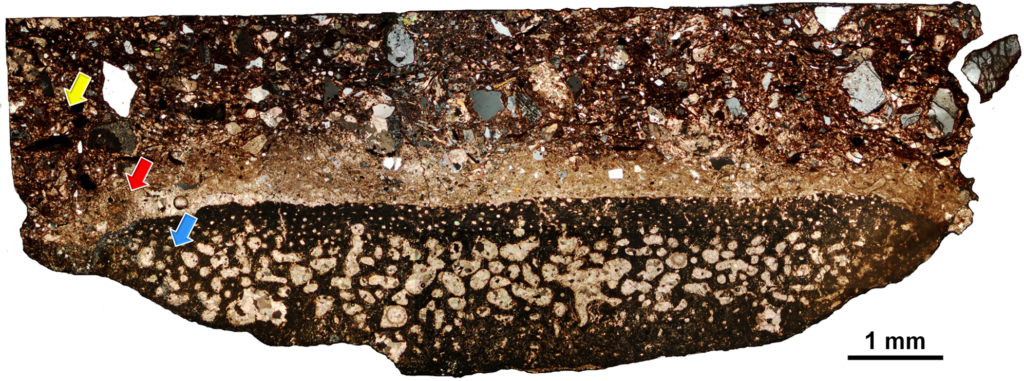 The section was divided into three regions–hosting mudstone (yellow arrow), boundary (red arrow), and rib bone (blue arrow). Clusters of calcite microcrystals can be directly observed in all regions. The mudstone and boundary region primarily contains detrital clasts of quartz and feldspars. Due to the compressed nature of the bone matrix, specific osteohistological features were not discernible from the rib bone besides the vascularization pattern.