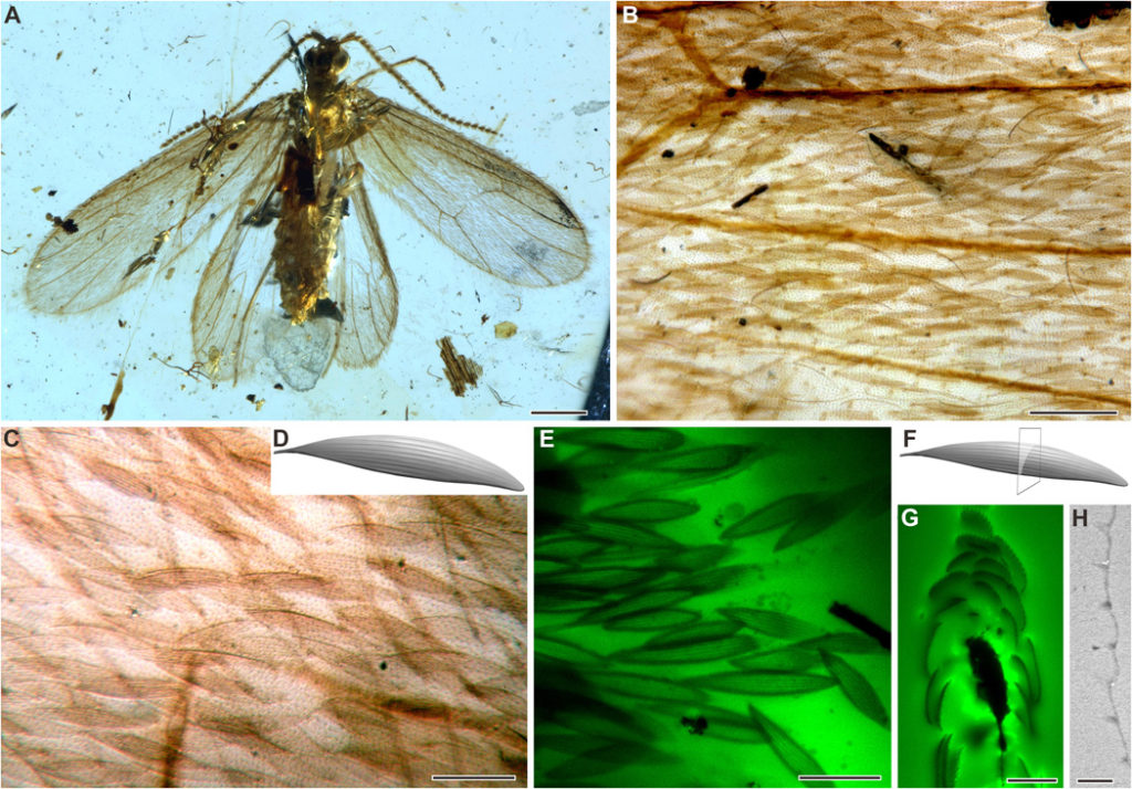 Tarachoptera from mid-Cretaceous Burmese amber. (A to D) K. brevicostata, female, NIGP164785. (B and C) Forewing scales; note the tubercles and setae on wing membrane. (D) Scale reconstruction. (E to H) K. brevicostata, male, NIGP164786. (E) CLSM images of forewing scales detached from the forewing. (F) Interpretative sketch of cross section of scale. (G) CLSM image of cross section of forewing scales. (H) TEM image of cross section of a forewing scale. Scale bars, 0.5 mm (A), 0.1 mm (B), 50 μm (C), 40 μm (E), 20 μm (G), and 2 μm (H). Photo credit: B.W., Nanjing Institute of Geology and Palaeontology, Chinese Academy of Sciences. Used with permission.
