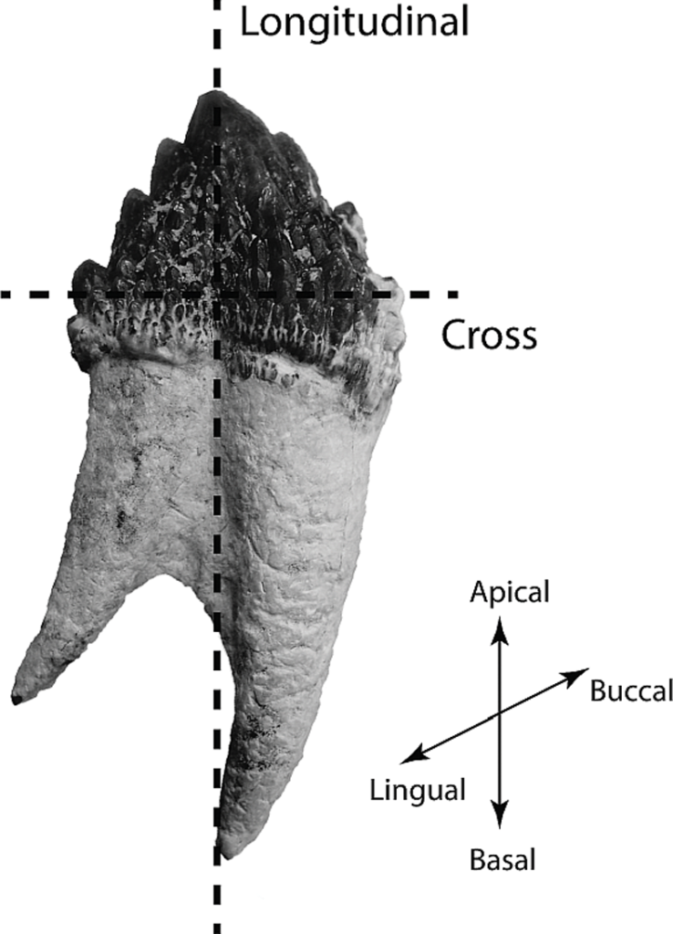 Cross and longitudinal sectioning planes in fossil cetacean teeth.