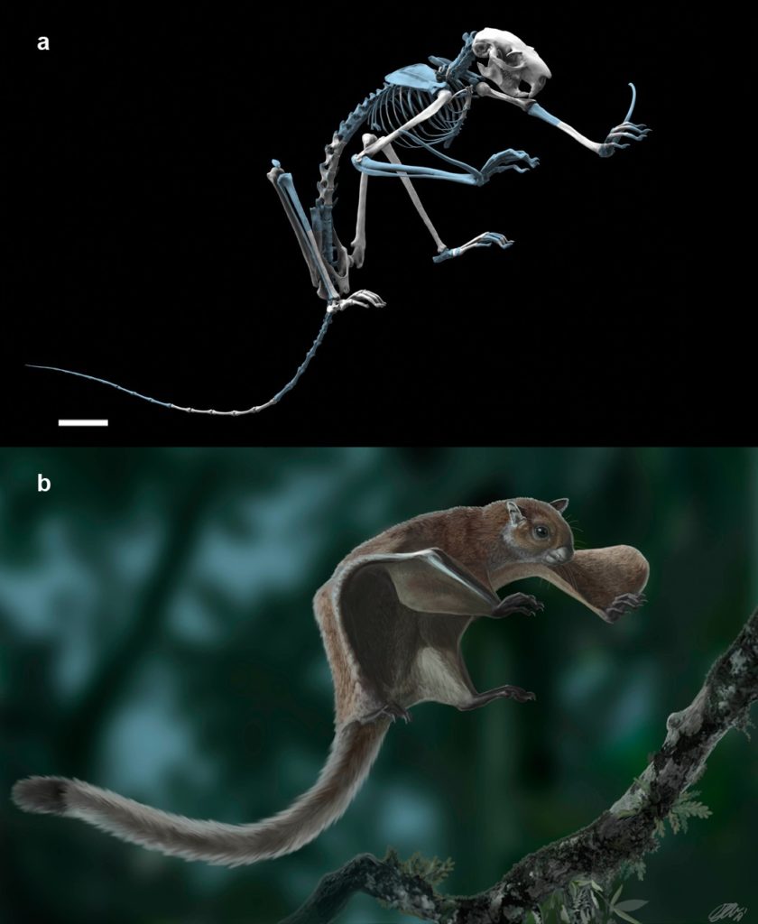 The fossil flying squirrel Miopetaurista neogrivensis. (a) Reconstruction of the skeleton based in the partial skeleton IPS56468 from Abocador de Can Mata. Missing elements are based on extant giant flying squirrel Petaurista petaurista and are colored in blue. (b) Life appearance of Miopetaurista neogrivensis showing the animal ready to land on a tree branch. Coat pattern and color are based in extant Petaurista species, the sister taxon of Miopetaurista (see Figure 7). See Video 1 for an animated version of this reconstruction and 3D model in Supplementary file 1 to view and manipulate a low-quality model of the skeleton. For recovered elements of the postcranial skeleton see Figures 2 and 4 and Table 1. For a description and comparison of the postcranial bones, see Appendix 3.3. See Figure 6 and Video 3 for a more detailed cranial reconstruction. 3D models generated from µCT scan data and photogrammetry. Scale bar is 4 cm.