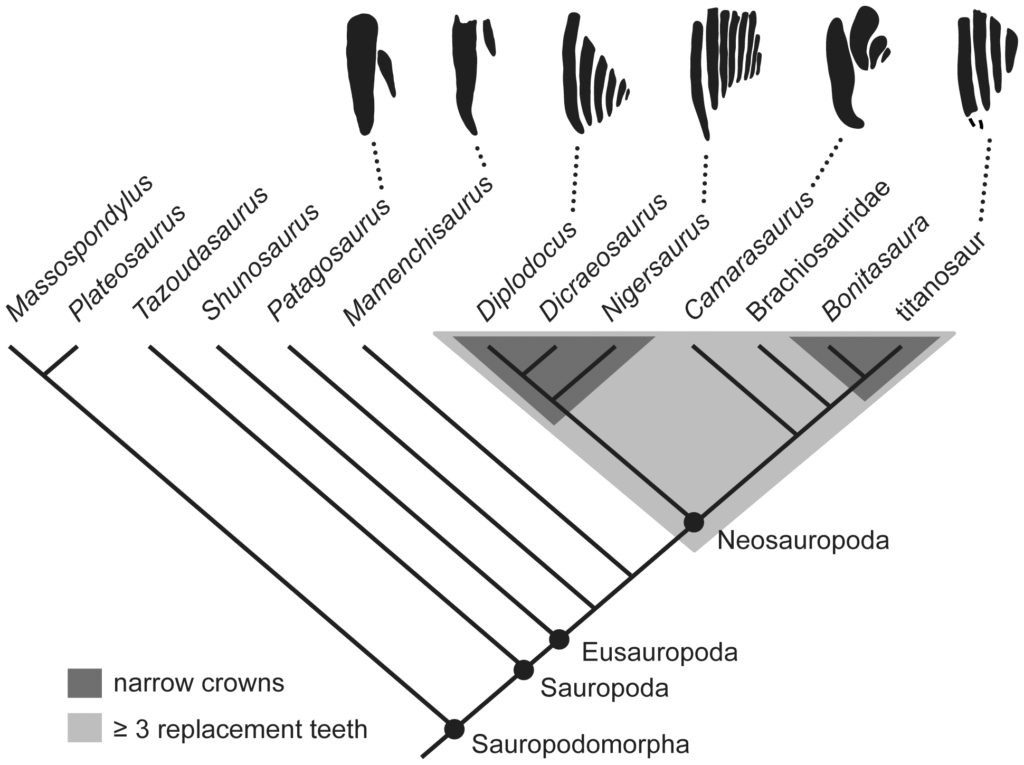 Cladogram of sauropodomorphs showing the optimization of key features related to elevated tooth replacement rates. The light gray field indicates taxa that have at least three replacement teeth at each tooth position; dark gray field encapsulates taxa that have narrow tooth crowns. Silhouettes along the top of the cladogram show the number and size of replacement teeth in one tooth position. These include (from left to right): Patagosaurus (MPEF-PV 1670), Mamenchisaurus [47], Diplodocus (this study), Nigersaurus [Sereno, Wilson, Witmer, Whitlock, Maga, Ide and Rowe, unpublished data], Camarasaurus (this study), and the Río Negro titanosaur (MPCA-79) [48]. Number of replacement teeth is unknown in Brachiosauridae, but the taxon is optimized to have had at least three. Cladogram based on [30] with the addition of Tazoudasaurus [49] and Bonitasaura [50]. [planned for column width]. 