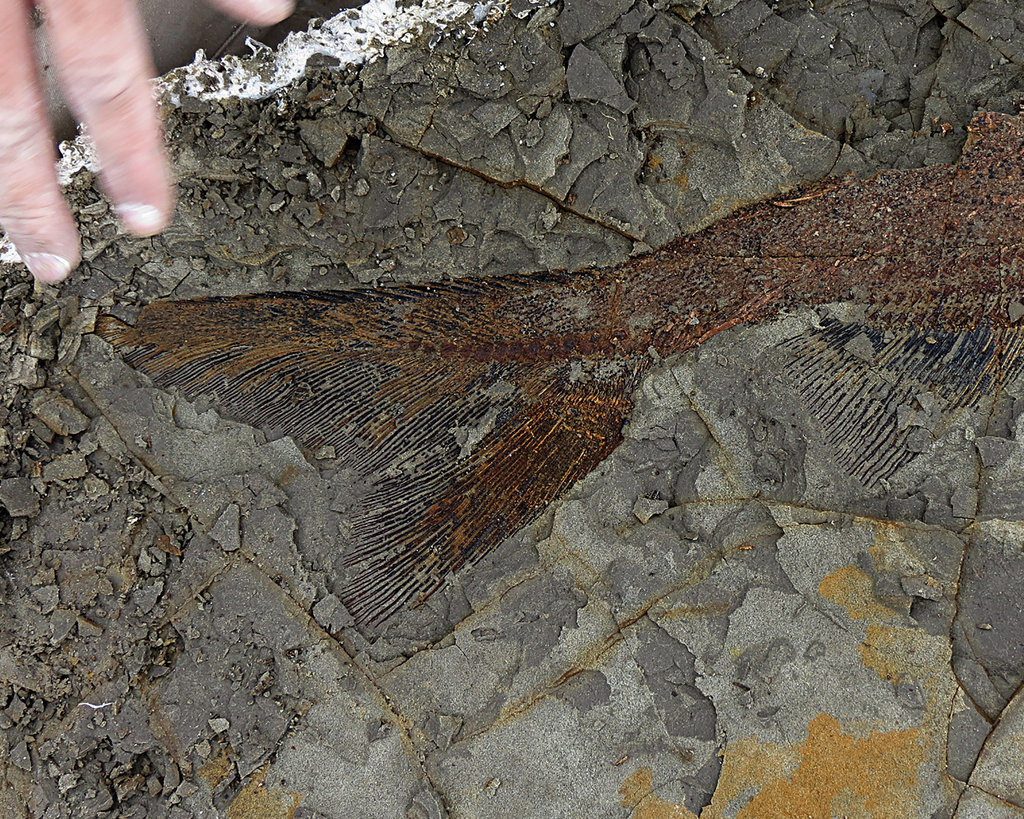 A partially exposed, perfectly preserved 66-million-year-old fish fossil uncovered by Mr. DePalma and his colleagues.CreditRobert DePalma/University of Kansas