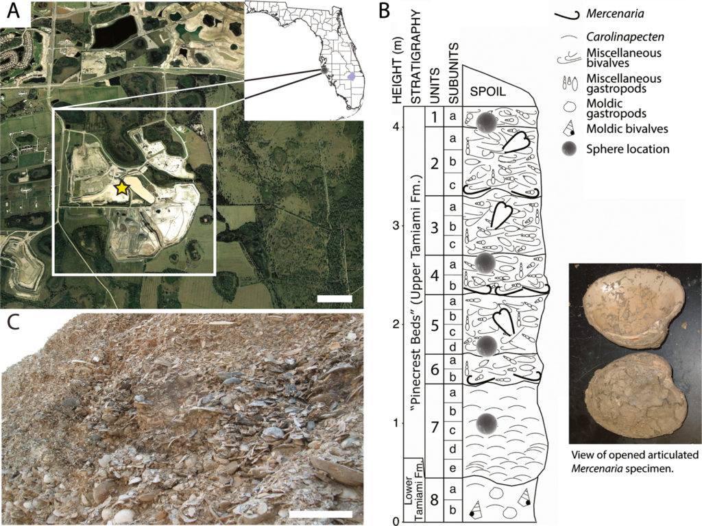 Site location and stratigraphic information. A) Satellite image of collection area. Inset shows location in Sarasota County, Florida, USA, with the specific area, quarry, and site (star) highlighted. B) Stratigraphy at sample collection site. Inset displays a formerly articulated Mercenaria campechiensis specimen (with valves separated) showing interior sediment from which this work's microspherules were found. C) An oblique view of the shelly nature of the shell beds; abundant bivalve and gastropod shells are visible. Scale bars equal: A = 1 km, C = 10 cm. (Color figure can be viewed at wileyonlinelibrary.com.)