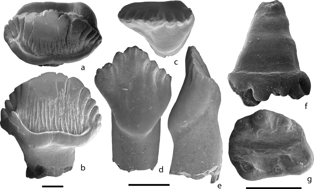 Teeth of Stegosauria indet. (a, b), Ornithischia indet. (c-e), and Eleutherodontidae indet. cf. Sineleutherus sp. (f, g). a, b, ZIN PH 1/246, in occlusal (a) and labial or lingual (b) views. c-e, ZIN PH 2/246, in occlusal (c), lingual (d), and mesial or distal (e) views. f, g, PIN 5614/4, left upper molariform tooth, in labial (f) and occlusal (g) views. Scale bars equal 1 mm. 