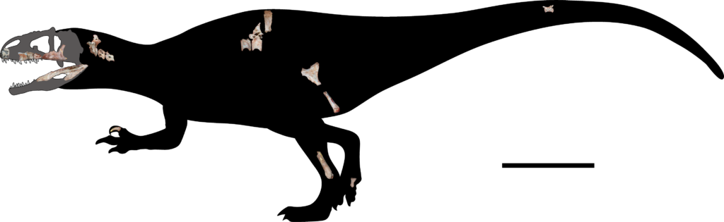 Skeletal reconstruction of Siamraptor suwati. Cranial elements were scaled to fit in with the holotype (surangular). Scale bar equals 1