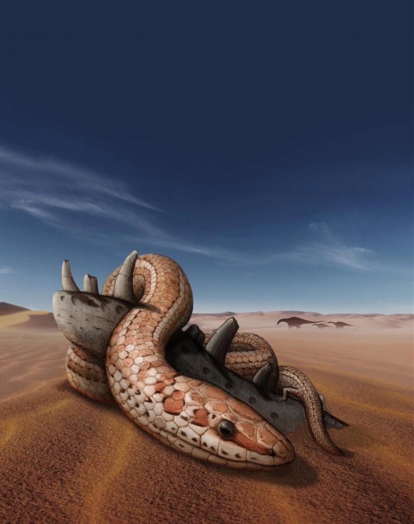 NEW FOSSILS OF AN ANCIENT LEGGED SNAKE, CALLED NAJASH, SHED LIGHT ON THE ORIGIN OF THE SLITHERING REPTILES. CREDIT: RAÚL GÓMEZ