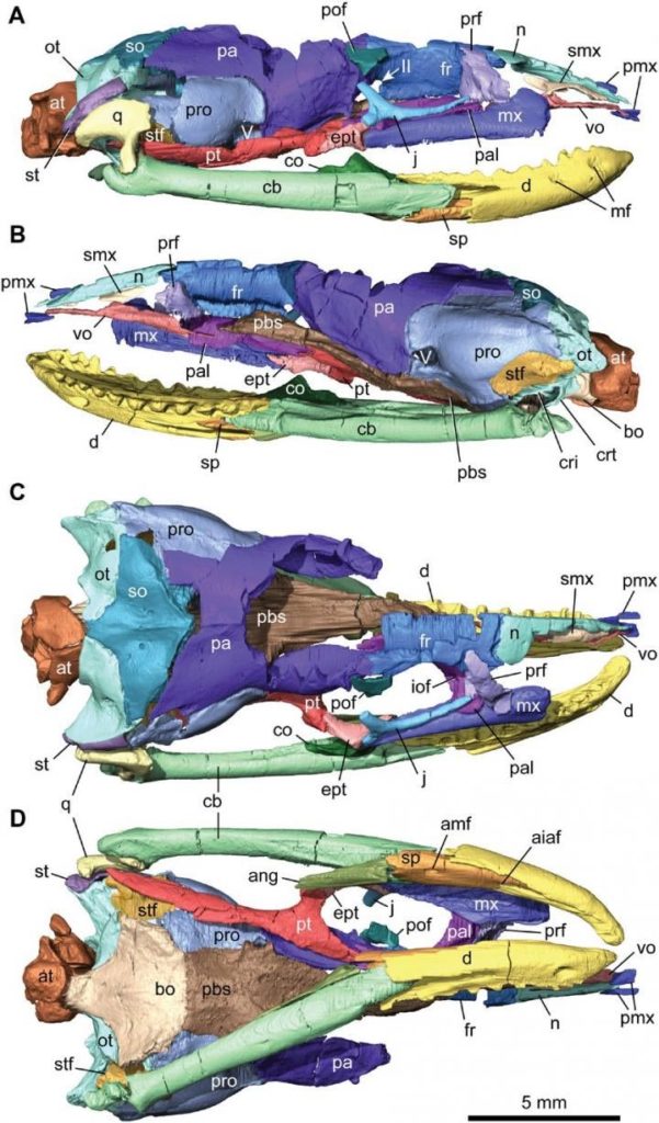 CT SCAN RECONSTRUCTIONS OF THE ARTICULATED SKULL OF NAJASH AS PUBLISHED IN SCIENCE ADVANCES, AAAS. CREDIT: SCIENCE ADVANCES
