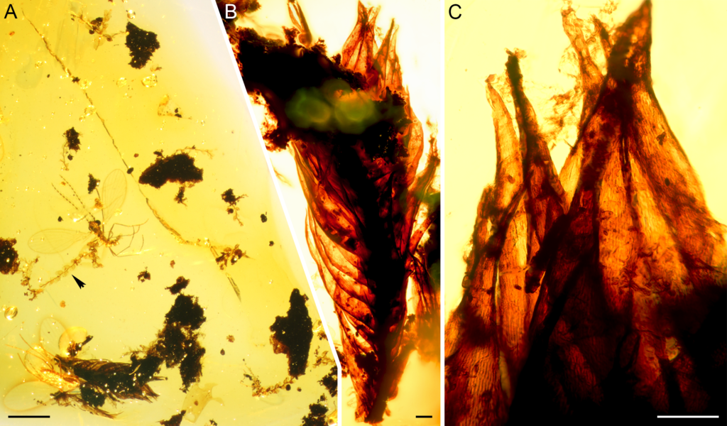 Cambay amber specimen AMNH-Tad-441-A. (A) Overview showing liverwort and moss inclusions as well as two dipterans. The arrowhead points to the holotype of Microlejeunea nyiahae. (B) Pleurocarpous moss. (C) Close-up showing upper portions of leaves of the moss inclusion. The prosenchymatous cells are well visible. Scale bars 1 mm (A) and 100 μm (B,C).