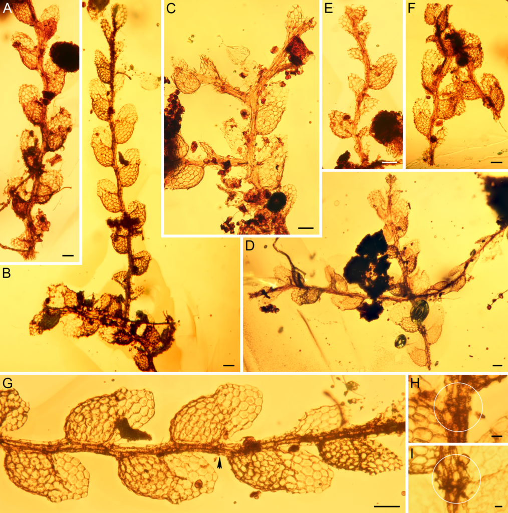 Microlejeunea nyiahae sp. nov. (AMNH-Tad-441-A) from Eocene Cambay amber. (A-F) Gametophytes; (G) Portion of the shoot depicted in (B); the arrowhead points to the underleaf that is enlarged in (H). (H, I) Deeply bifid underleaves (encircled). The gametophyte fragment shown in B and G represents the holotype. Scale bars 50 μm (A-G) and 10 μm (H,I).