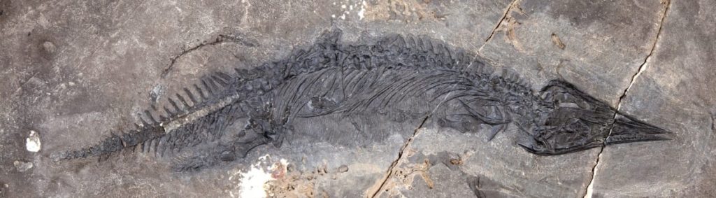 This fossil of Gunakadeit joseeae was found on an island in southeast Alaska. About two thirds of the tail had already eroded away when the fossil was discovered. (Alaska Museum of the North)