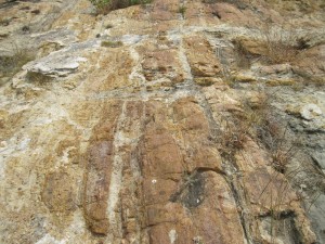 World Fossil Society found a new Mio-Pliocene fossil bed along the eastern coast of indian subcontinent (Stock photo-2)