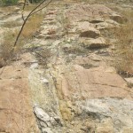 World Fossil Society found a new Mio-Pliocene fossil bed along the eastern coast of indian subcontinent (Stock photo-1)