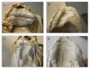 Chondrophore features on fossil specimens