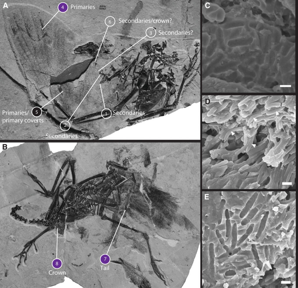 Sampling map of two Lithornithid fossils from the Green River Formation in Wyoming. Lithornithid specimens AMNH FARB 30578 (A) and AMNH FARB 30560 (B) used with permission from Nesbitt and Clarke (15). Circle color indicates samples predicted as black (black), iridescent (purple), or unknown due to a lack of melanosomes in the sample (unfilled circles). All feather identities are tentative given the disarticulated nature of the specimen, with the exception of some wing and tail remiges. Panels on the right show fossil melanosomes similar to black (sample 5) (C) and iridescent melanosome morphologies in extant birds (samples 7 and 8) (D and E). Scale bars, 500 nm (C to E).