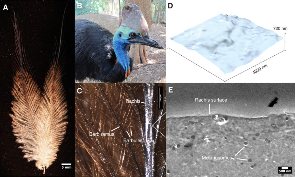 Structural gloss in cassowary feathers. (A) Cassowary contour feather sampled from the upper left breast region. (B) Image of a southern cassowary (C. casuarius; photo credit: Albert Straub, CC license). (C) Close-up of feather from (A) showing microstructure. (D) AFM image of the surface of the rachis. (E) TEM image of the rachis. Scale bars, 5 mm (A), 500 μm (C), and 500 nm (E).