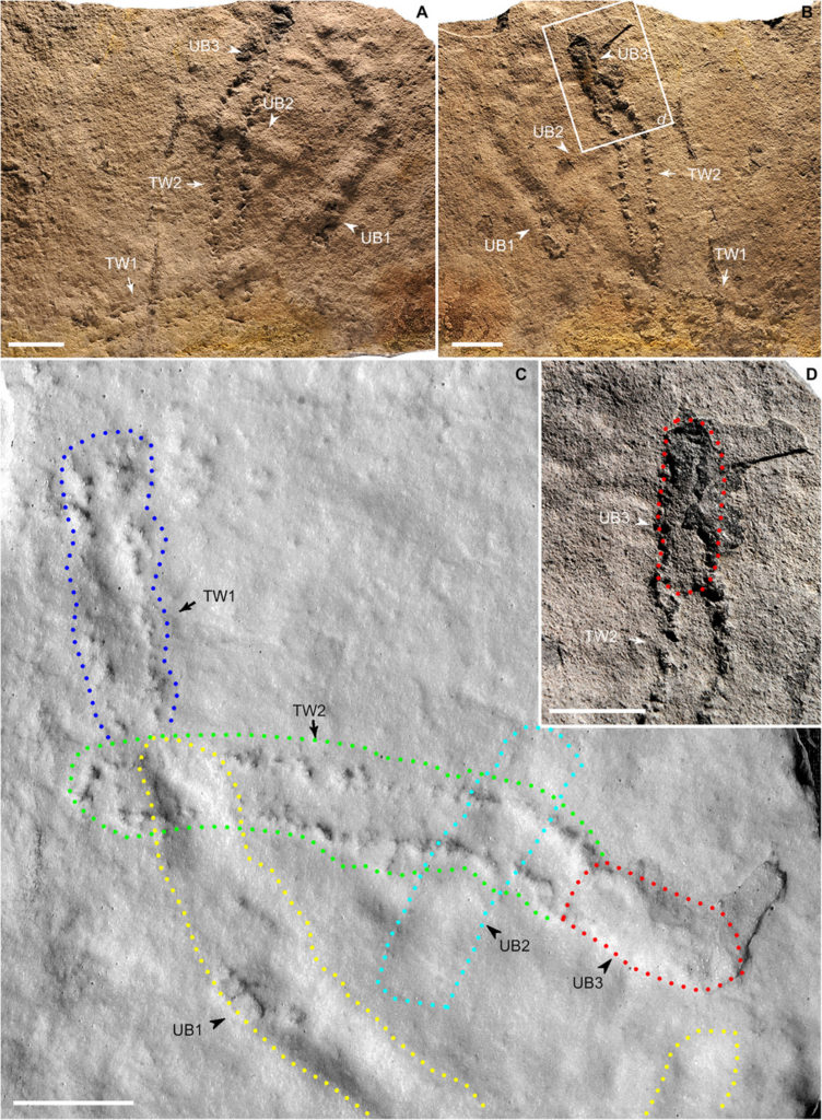 Trackways and burrows excavated in situ from the Shibantan Member. (A and B) Epirelief (top bedding surface) and hyporelief (bottom bedding surface), respectively. NIGP-166148. Trackways (TW1 and TW2) and undermat burrows (UB1 to UB3) are labeled. (C) Latex mold of (B), with trackways and burrows marked and labeled. (D) Enlargement of rectangle in (B), showing connection between TW2 and UB3 (marked). All photographs were taken with lighting from upper right. Scale bars, 2 cm. Figure produced by Z.C. and S.X. using Adobe Photoshop.
