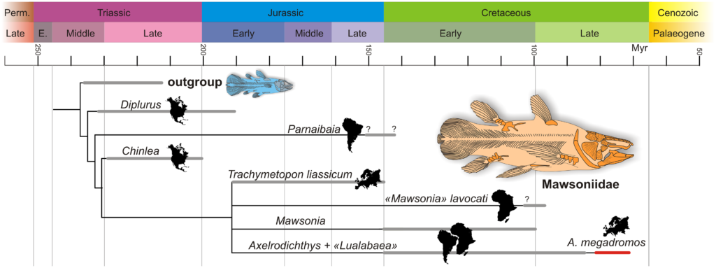 Simplified time-scaled phylogeny of the Mawsoniidae with their continental distribution (silhouettes). The trichotomy between three species of Mawsonia (M. tegamensis, M. braziliensis and M. gigas) and between two species of Axelrodichthys (A. araripensis, A. megadromos) and Lualabea are not figured.