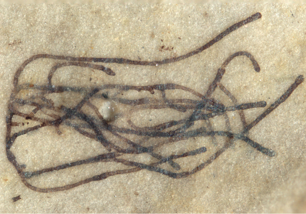Fossilized Proterocladus antiquus VIRGINIA TECH