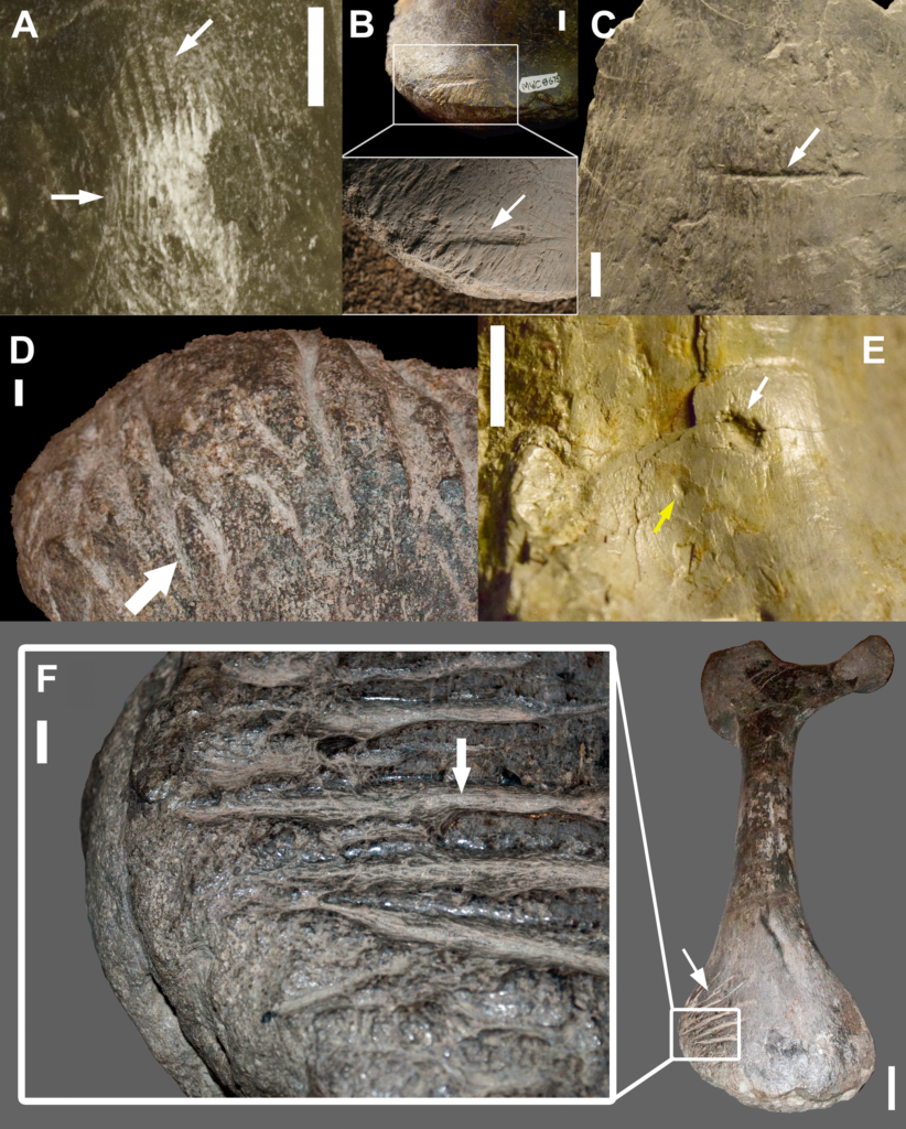 Types of bite marks observed in the MMQ assemblage with arrows indicating features of note. A, striated marks produced by ziphodont tooth on an Allosaurus sp. pedal claw (MWC 7263); B, a striated score on an Allosaurus sp. vertebral centrum (MWC 8675); C, a score on an Apatosaurus sp. rib fragment (MWC 3853); D, a dense cluster of furrows on a distal Apatosaurus sp. pubis (MWC 861); E, a puncture (white arrow) and a pit (yellow arrow) on an Allosaurus sp. caudal vertebral centrum; F, a dense cluster of striated furrows Apatosaurus sp. ischium (MWC 4011). All scale bars equal 10 mm. 