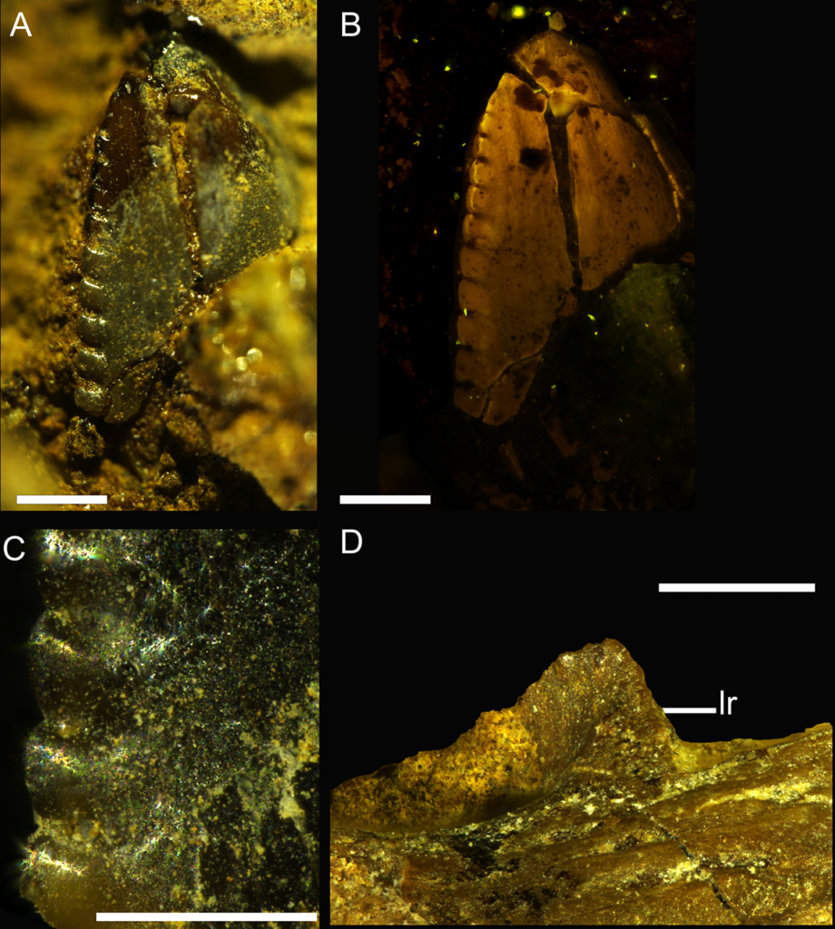 Closeup on the dentary teeth and lateral ridge in DMNH 21183. Detail of the 2nd dentary tooth highlighting the distal carina under normal light (A) and fluorescent microscopy (B). Details of the distal denticles (C) and close-up of the lateral ridge (lr) close to the alveolar margin in lateral views (D). Abbreviation: lr, lateral ridge. Scale bar: 0.5 mm. 