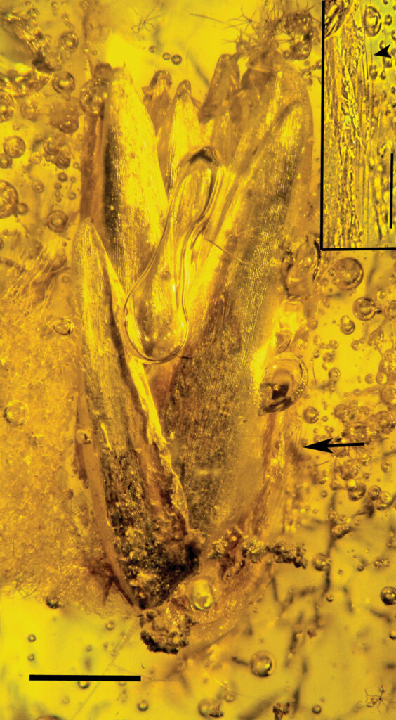 Side one view of Eograminis balticus gen. et sp. nov. in Baltic amber. The arrow indicates callus hairs. Scale bar = 1.0 mm. The inset shows details of the callus hairs (arrowhead). Scale bar = 0.3 mm.